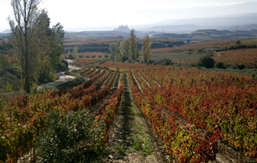 El V Centenario del ‘Camino Ignaciano’ peregrina por Rioja Alavesa